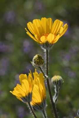 Desert Sunflower (Gerea canescens)