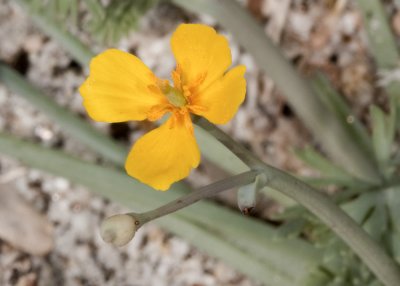 Pigmy Gold Poppy (Eschscholzia minutiflora)