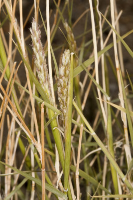 Galleta Grass (Pleuophis rigida)