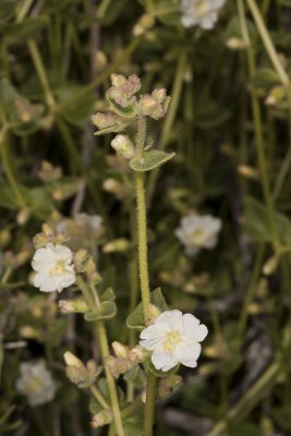 Desert Wishbone Bush (Mirabilis laevis villosa)