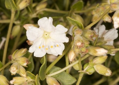 Desert Wishbone Bush (Mirabilis laevis villosa)