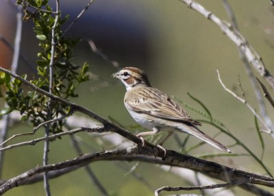 American Lark Sparrow