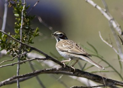 American Lark Sparrow