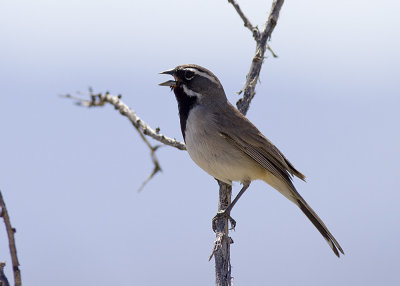 Black-throated Sparrow