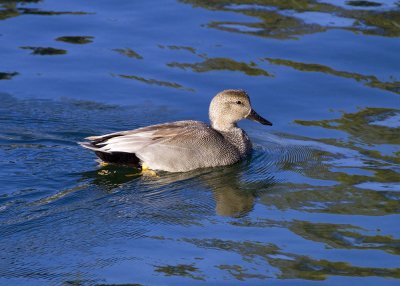 Gadwall