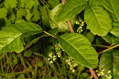 Poison-Oak (Toxicodendron diversilobum)