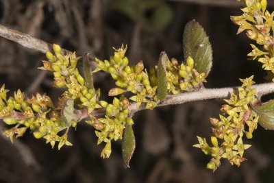 Spiny Redberry (Rhamnus crocea)