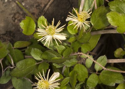 Virgin's Bower (Clematis pauciflora)