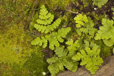 California  Polypody Fern (Polypodium californicum)