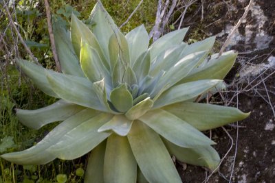 Lance-leaf Dudley  (Dudleya lanceolata)