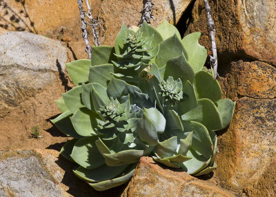 Live-Forever (Dudleya arizonica)