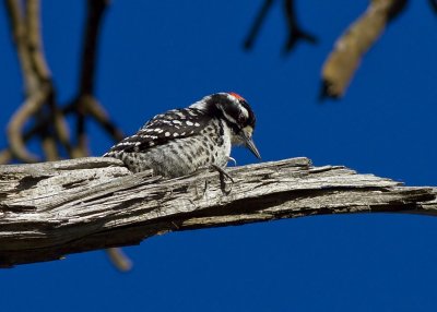 Nuttla's Woodpecker