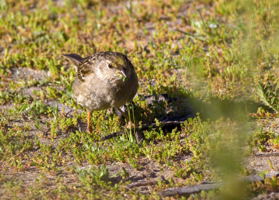 Golden-crowned Sparrow