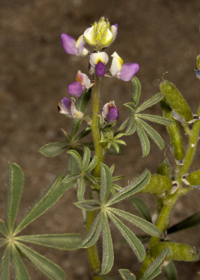 Bajada Lupine (Lupinus concinnus)