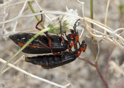 Master Blister Beetle (Lytta magister)