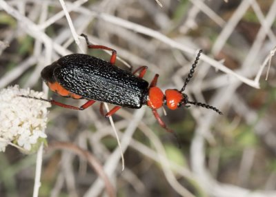 Master Blister Beetle (Lytta magister)