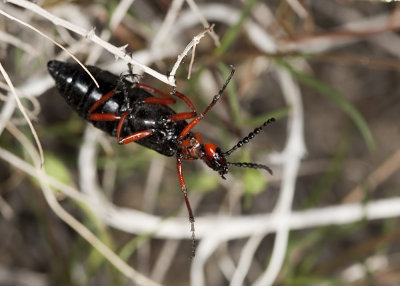 Master Blister Beetle (Lytta magister)