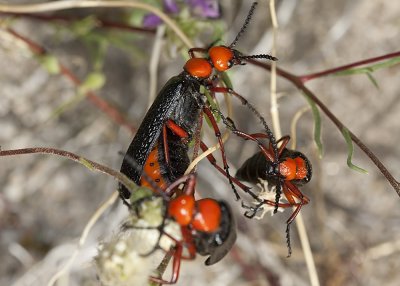 Master Blister Beetle (Lytta magister)