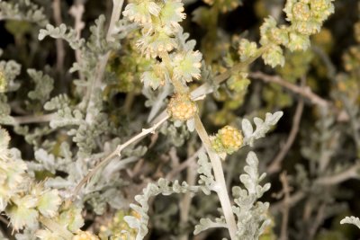 Burro-bush  (Ambrosia dumosa)