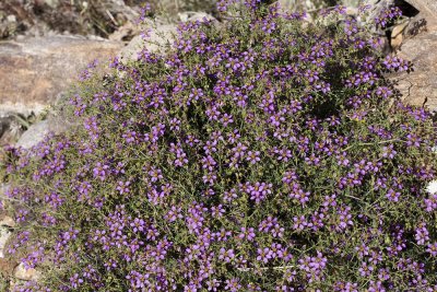 California Fagonia (Fagonia laevis)