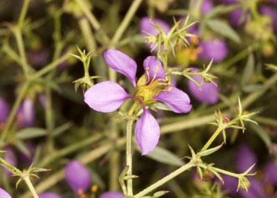 California Fagonia (Fagonia laevis)