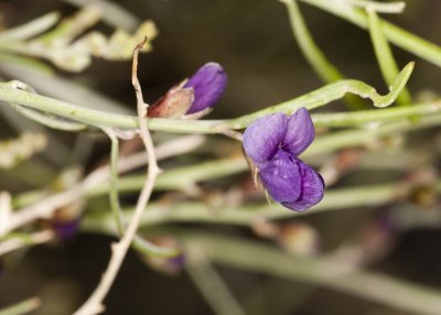 Indigo Bush (Psorothamnus spinousus)