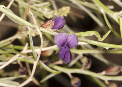 Indigo Bush (Psorothamnus spinousus)