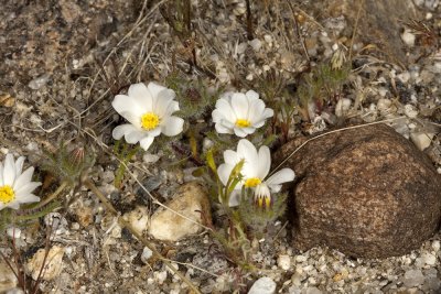 Mojave Desert Star (Monoptilon belloides)