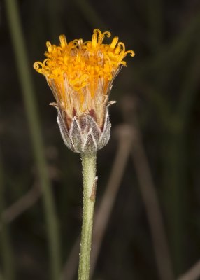 Dogweed  (Adenophyllum porophylloides)