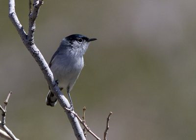 Black-tailed Gnatcatcher