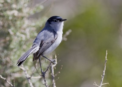 Black-tailed Gnatcatcher