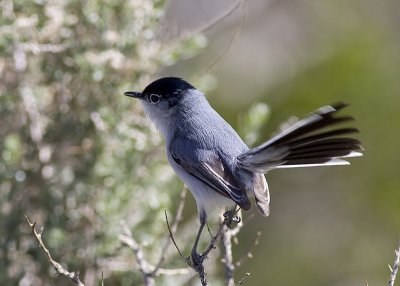 Black-tailed Gnatcatcher