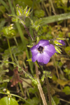 Fiesta Flower (Pholistoma auritum)