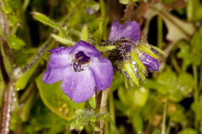 Fiesta Flower (Pholistoma auritum)