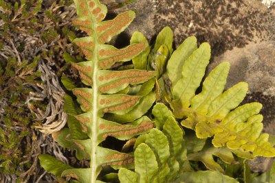 California  Polypody Fern (Polypodium californicum)