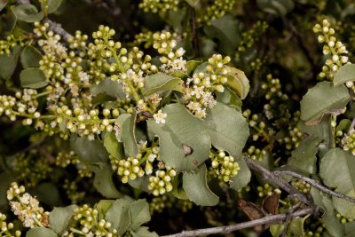 Holly-leaf Cherry (Prunus ilicifolia)