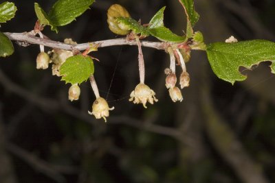 Holly-leaf Cherry (Prunus ilicifolia)