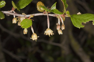 Holly-leaf Redberry (Rhamnus ilicifolia)