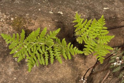 Silverback Fern (Pityrogramma triangularis)