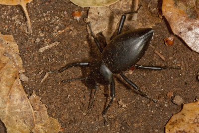 Stink Beetle (Coelocnemis sp.)
