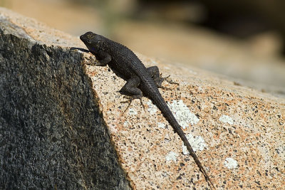 Western Fence Lizard (Sceloporus occidentalis)