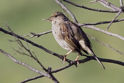 Golden-crowned Sparrow