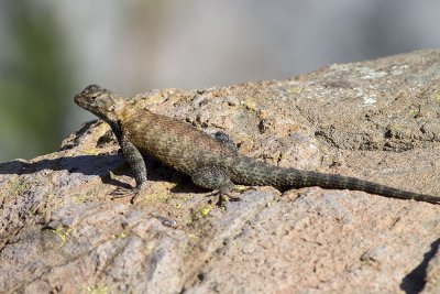 Granite Spiny Lizard  (Sceloporus orcutti orcuttii)