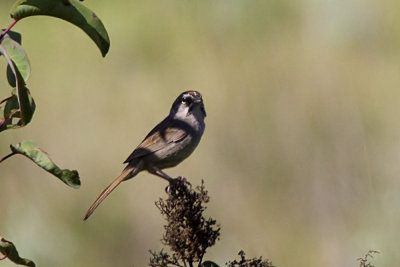 Rufous-crowned Sparrow