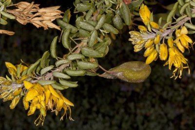 Bladder Pod - (Isomeris arborea)