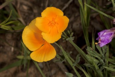 California Poppy (Eschscholiza californica)