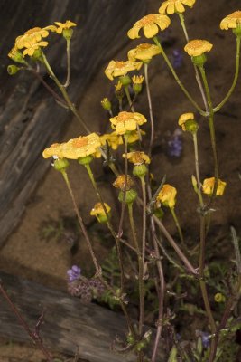 Goldfields (Lasthenia gracilis)