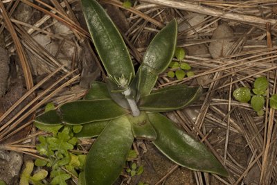 Lance-leaf Dudley  (Dudleya lanceolata)