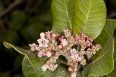 Lemonadeberry  (<em>Rhus integrifolia</em>)