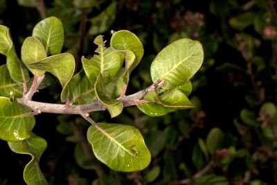 Lemonadeberry  (Rhus integrifolia)